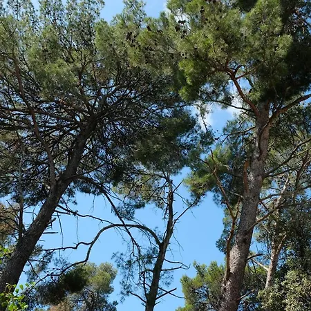 Vranela Biograd na Moru